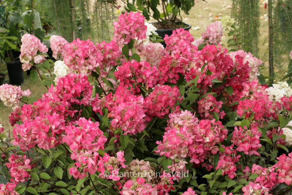 Hydrangea paniculata ‚Rendia‘ (DIAMOND ROUGE)