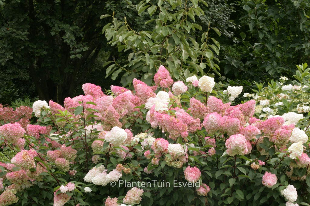 Hydrangea paniculata ‚Renhy‘ (VANILLE FRAISE)