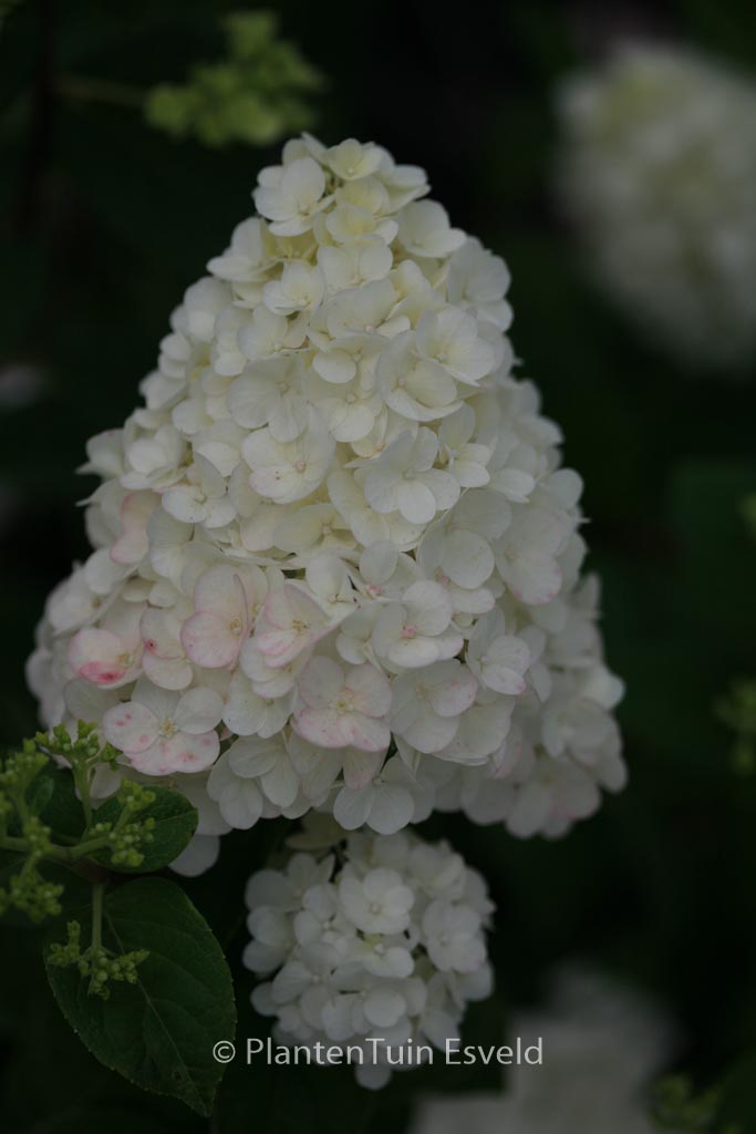 Hydrangea paniculata ‚Rensun‘ (SUNDAE FRAISE)