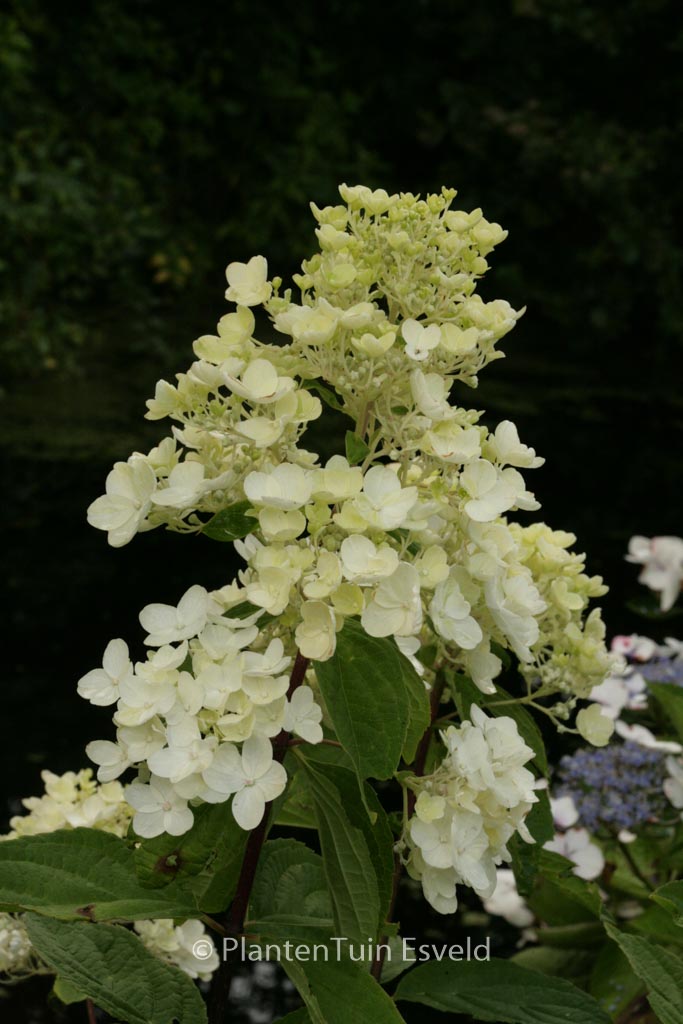 Hydrangea paniculata ‚Rosy Morn‘