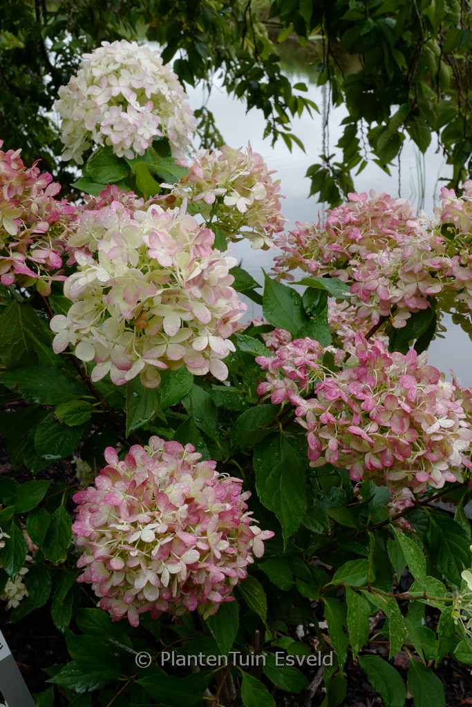 Hydrangea paniculata ‚Rou201406‘ (GRAFFITI)