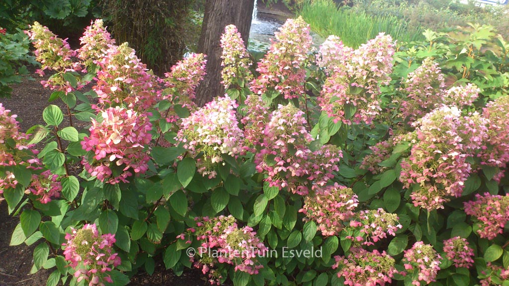 Hydrangea paniculata ‚Ruby‘ (ANGELS BLUSH)