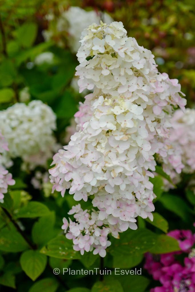 Hydrangea paniculata ‚SMHPFL‘ (FIRE LIGHT)