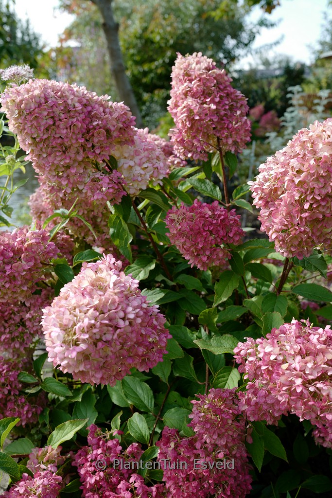 Hydrangea paniculata ‚SMHPPINKA‘ (PINKACHU)