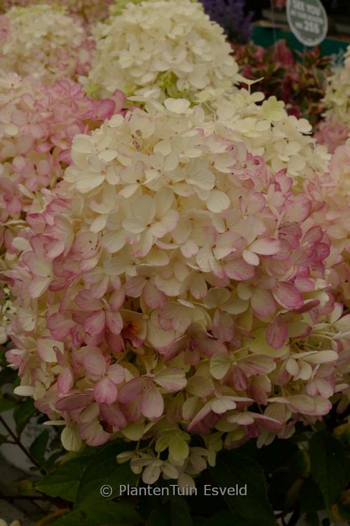 Hydrangea paniculata ‚SMNHPR‘ (Fire Light Tiny Bit)