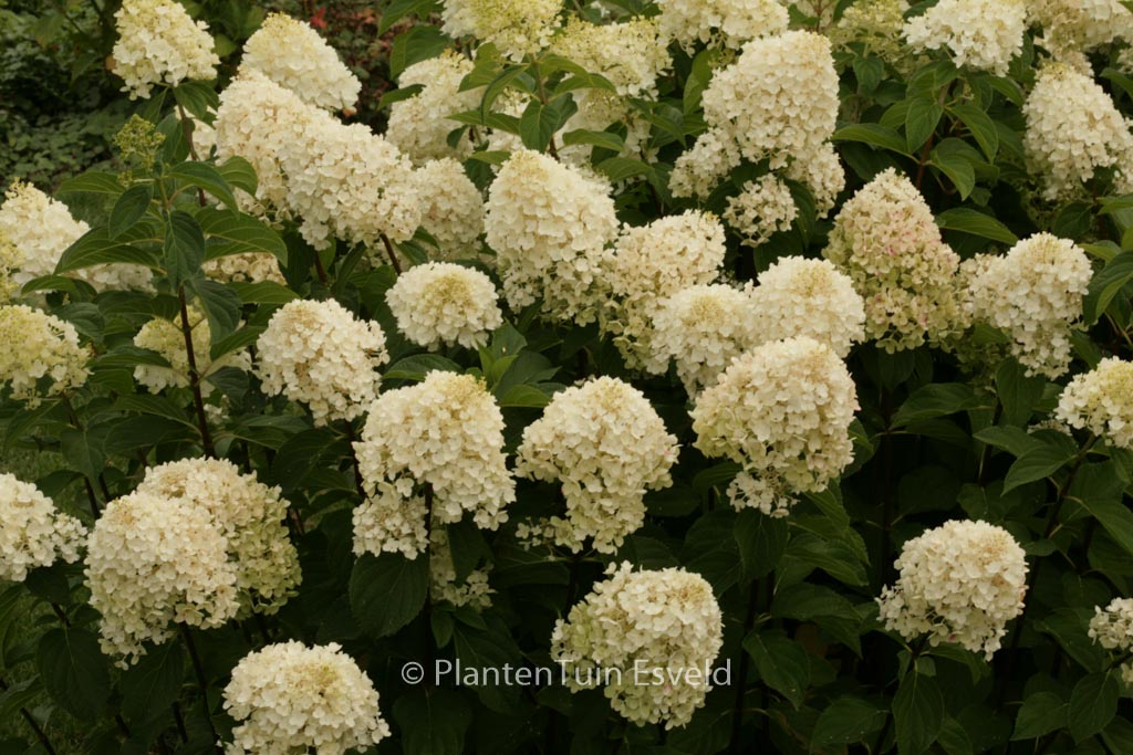 Hydrangea paniculata ‚Silver Dollar‘