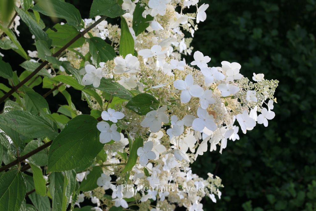 Hydrangea paniculata ‚Skylight‘