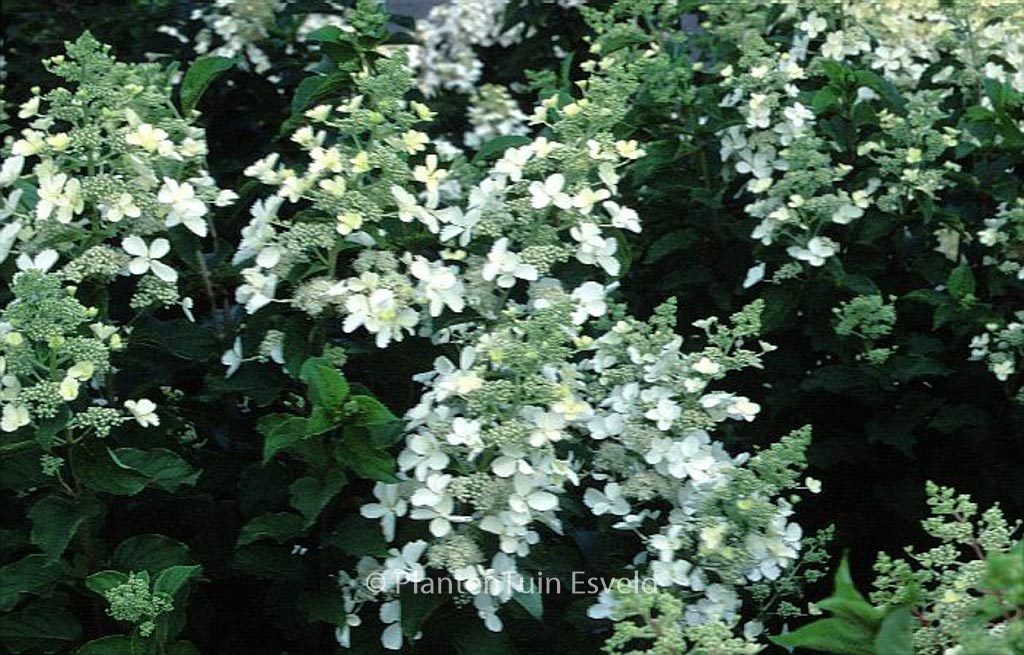 Hydrangea paniculata ‚White Lady‘