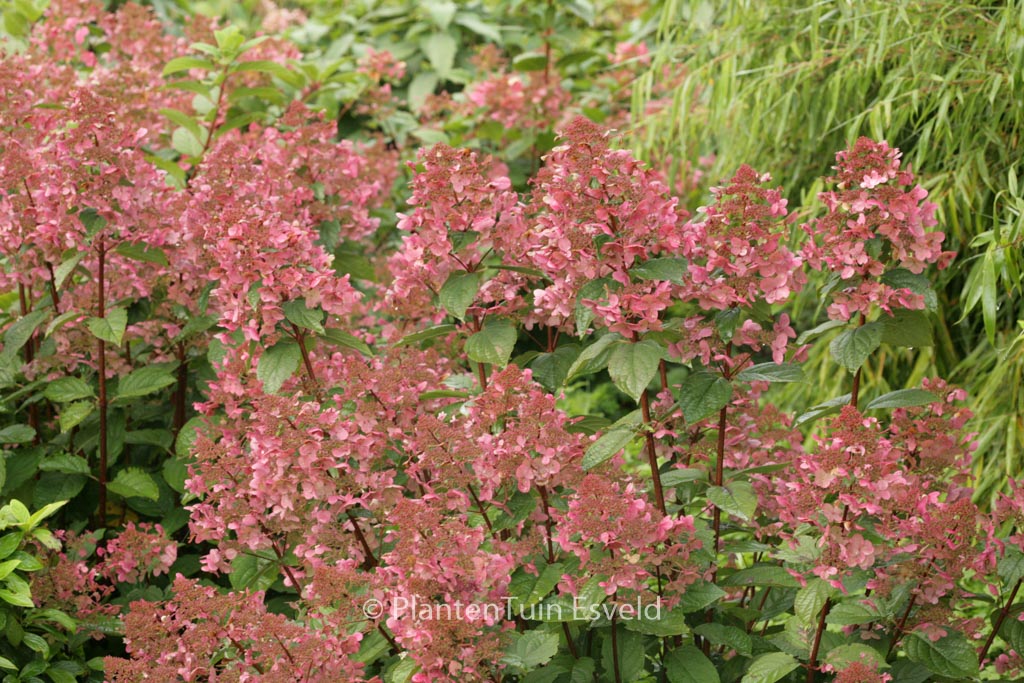 Hydrangea paniculata ‚Wim’s Red‘