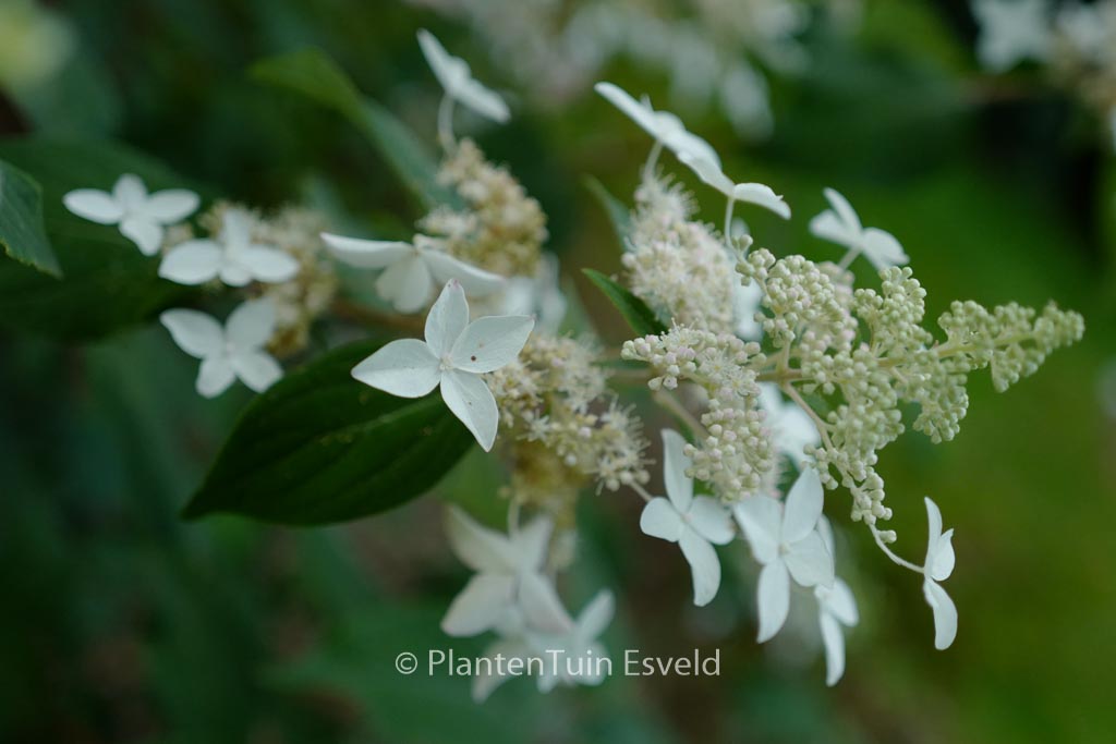 Hydrangea paniculata velutina