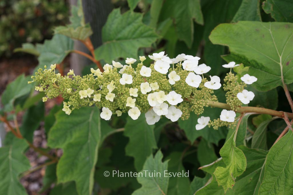 Hydrangea quercifolia ‚Alice‘
