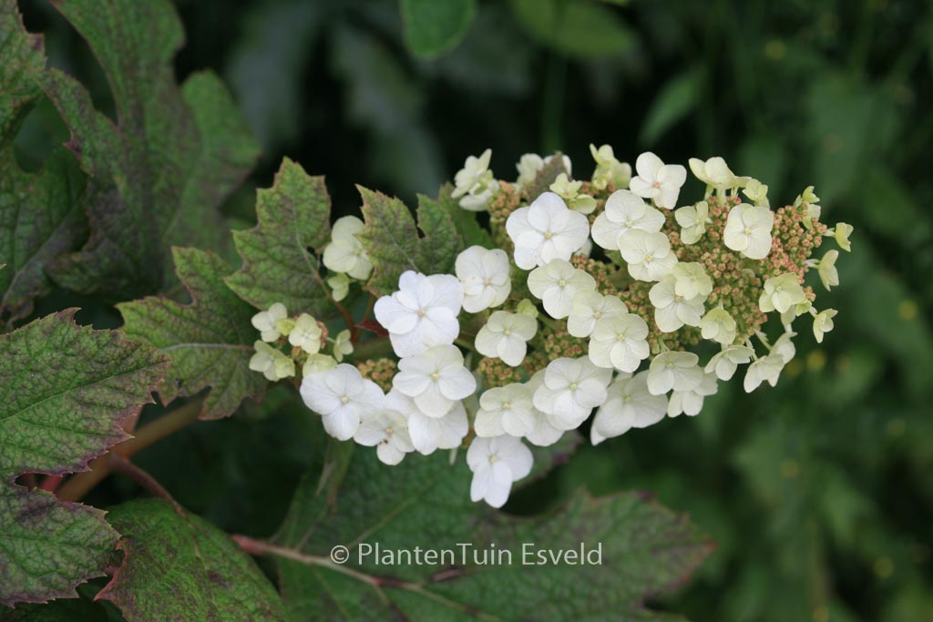 Hydrangea quercifolia ‚Applause‘