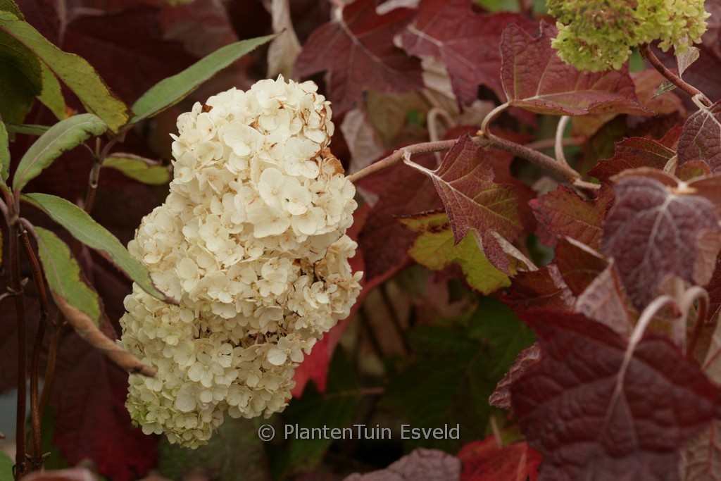 Hydrangea quercifolia ‚Black Porch‘