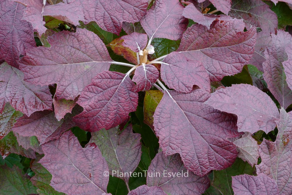 Hydrangea quercifolia ‚Brido‘ (SNOWFLAKE)