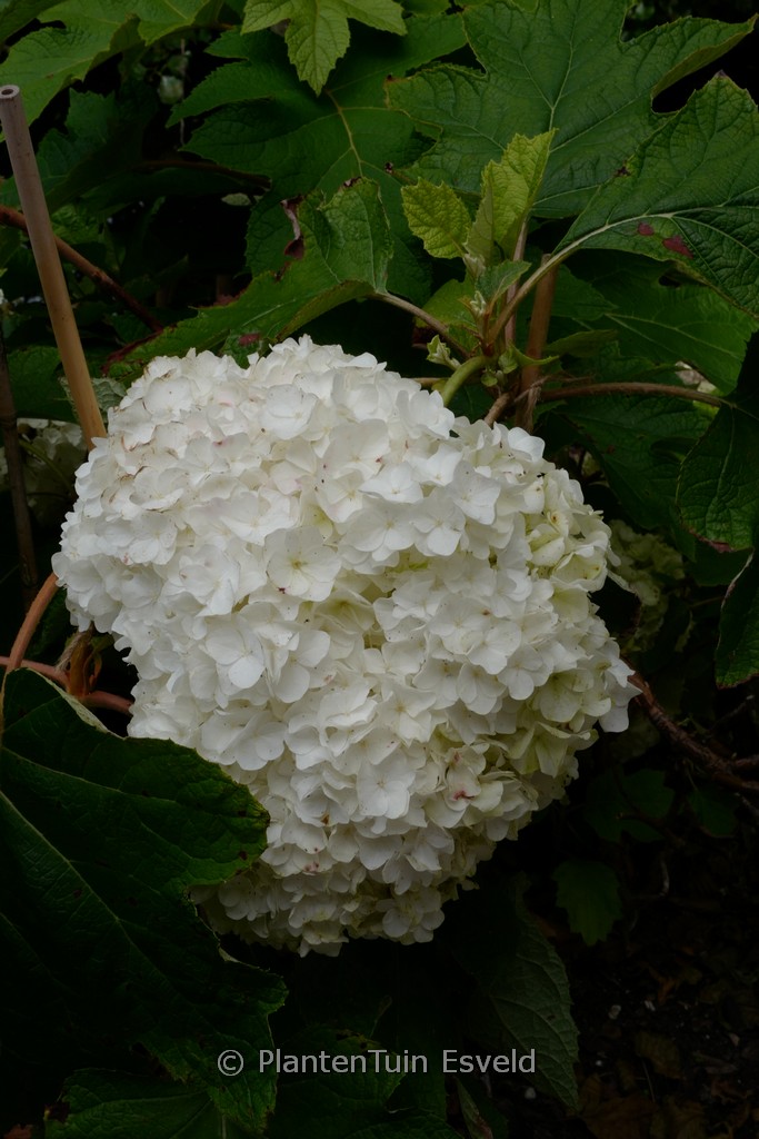 Hydrangea quercifolia ‚Brother Edward‘ (GATSBY MOON)