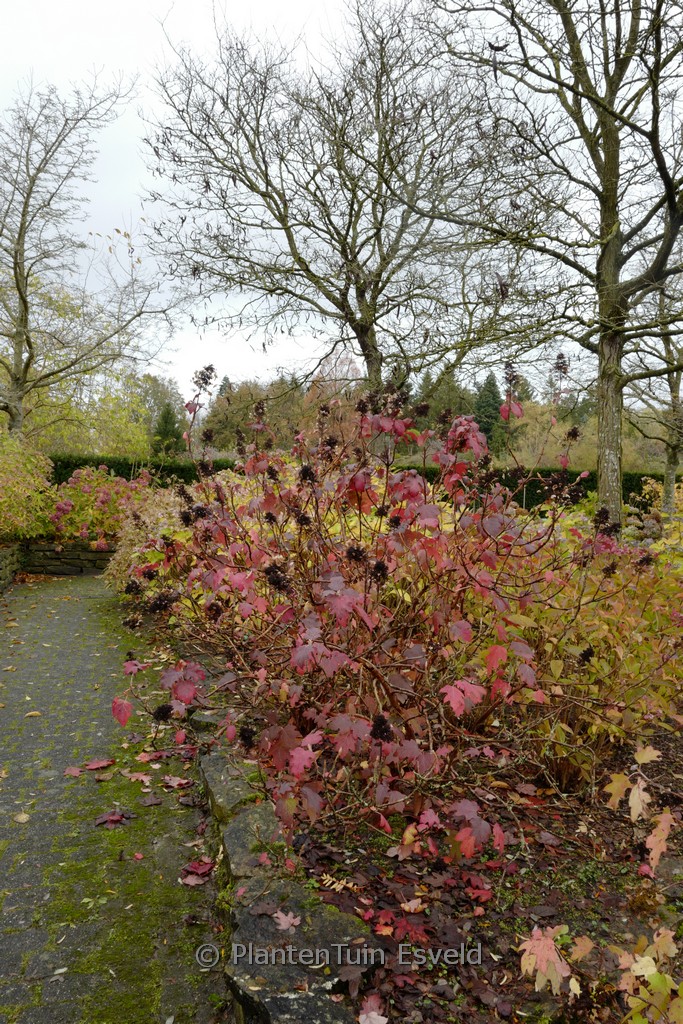 Hydrangea quercifolia ‚Burgundy‘
