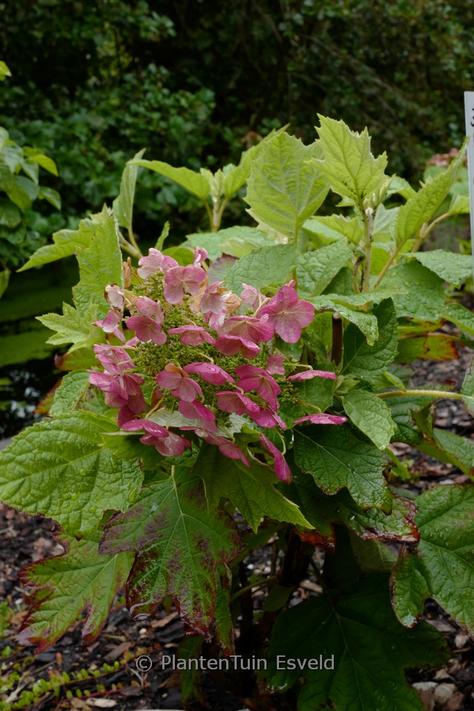 Hydrangea quercifolia ‚Doughill‘ (GATSBY STAR)