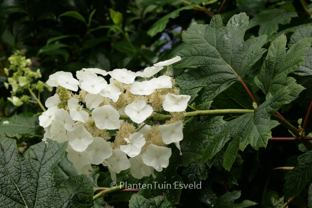 Hydrangea quercifolia ‚Flemigea‘ (SNOWQUEEN)