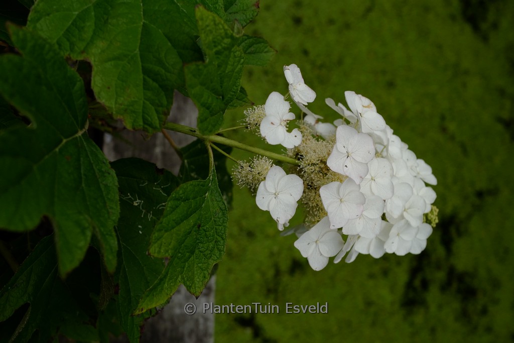 Hydrangea quercifolia ‚JoAnn‘ (GATSBY PINK)