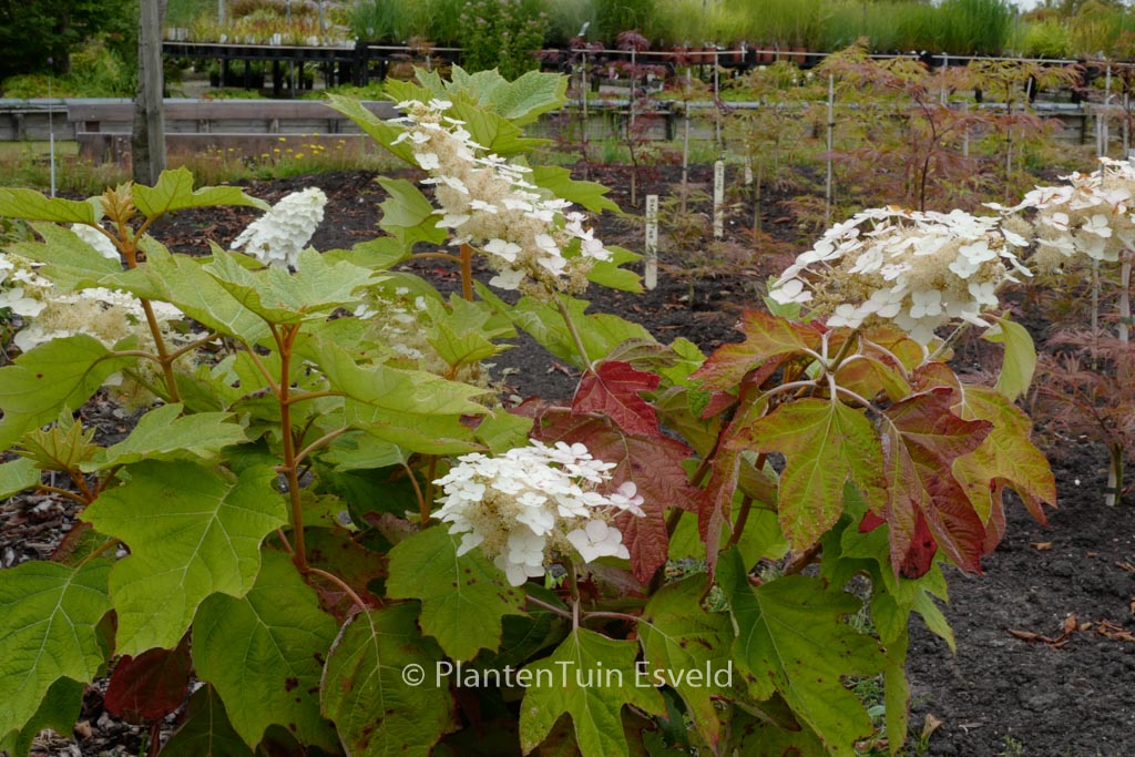 Hydrangea quercifolia ‚John Wayne‘