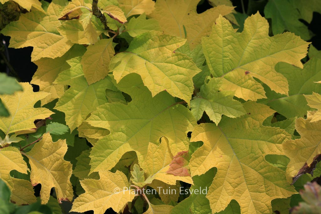 Hydrangea quercifolia ‚Little Honey‘