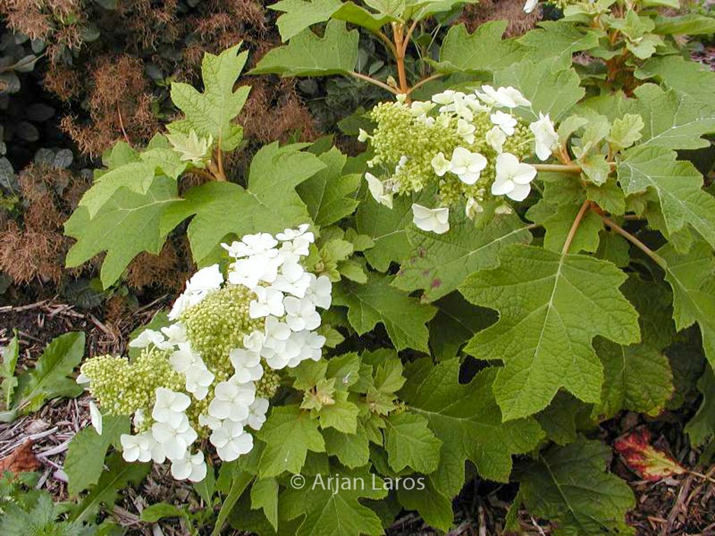 Hydrangea quercifolia ‚Sike’s Dwarf‘
