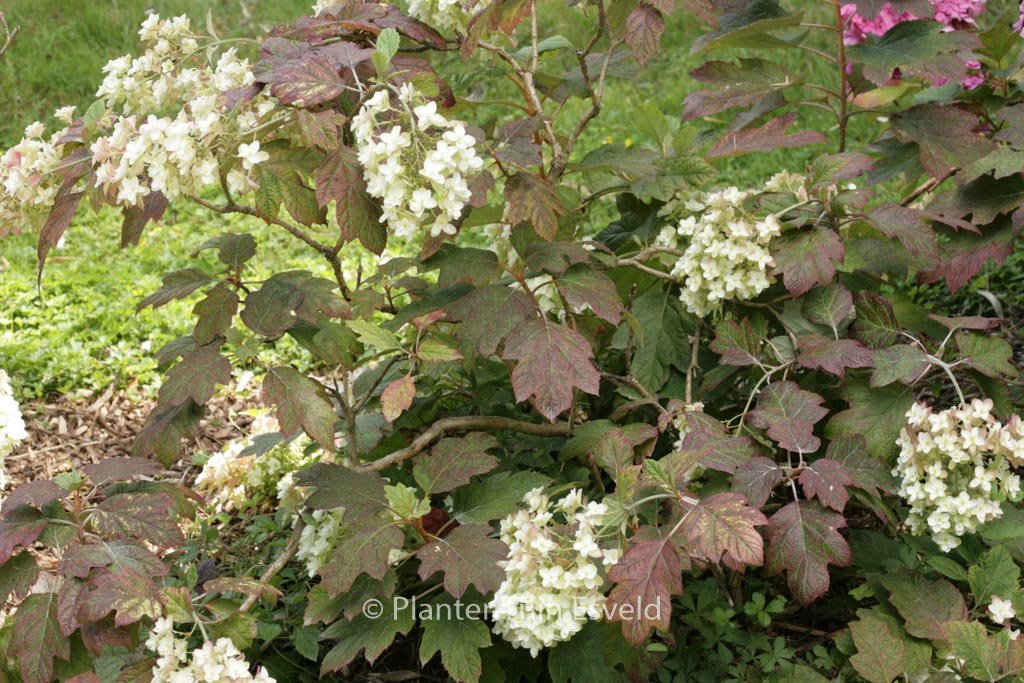 Hydrangea quercifolia ‚Snow Giant‘