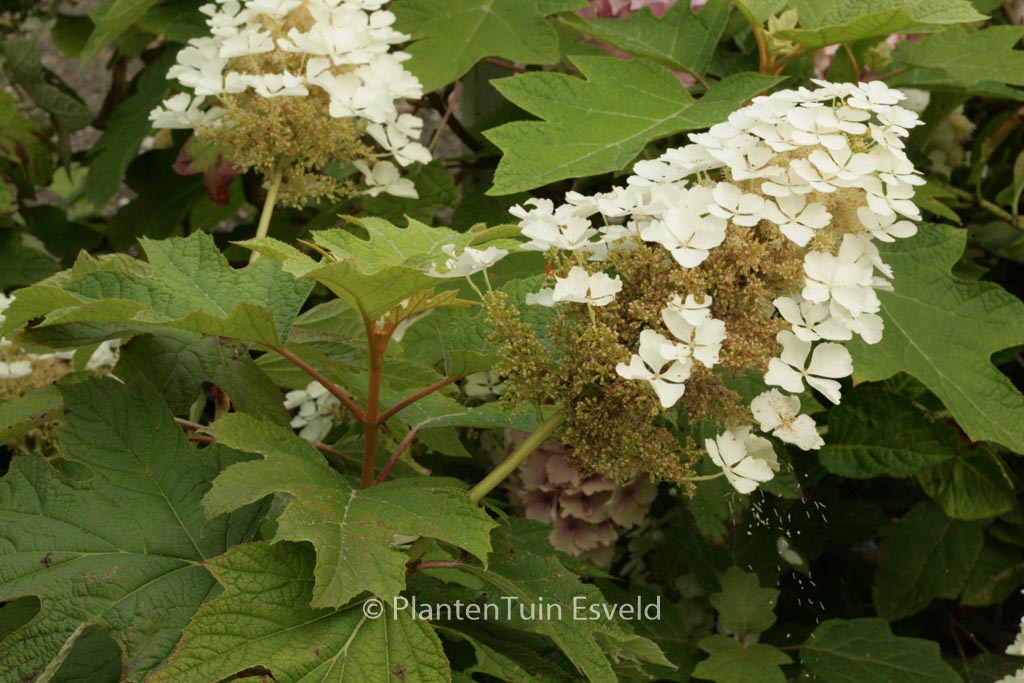 Hydrangea quercifolia ‚Tennessee Clone‘