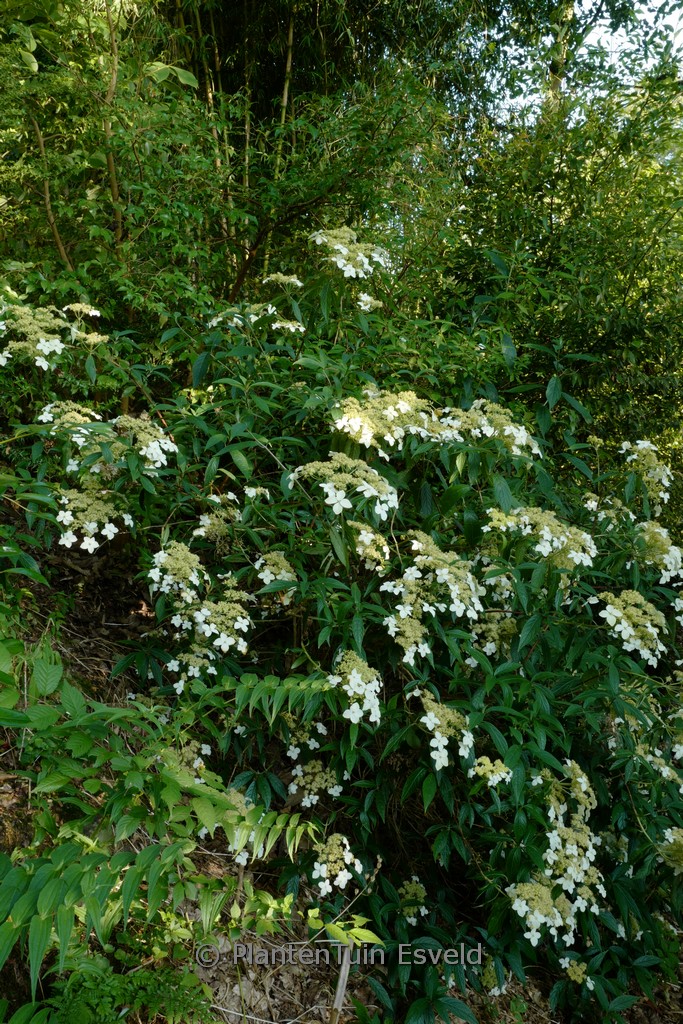Hydrangea scandens chinensis f. angustipetala ‚Gold Dust‘ syn: chingii