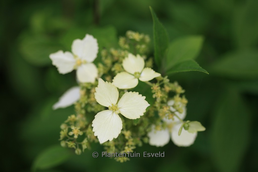 Hydrangea scandens macrosepala