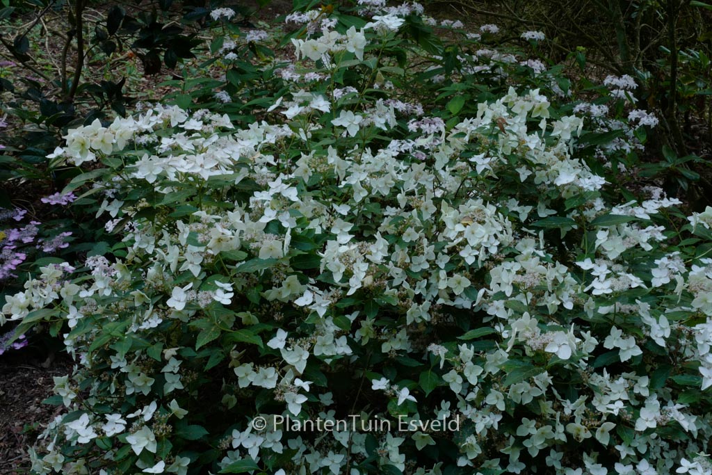 Hydrangea scandens x serrata ‚Mine-no-yuki‘