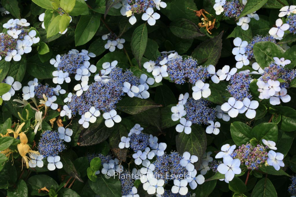 Hydrangea serrata ‚Ai-gaku‘
