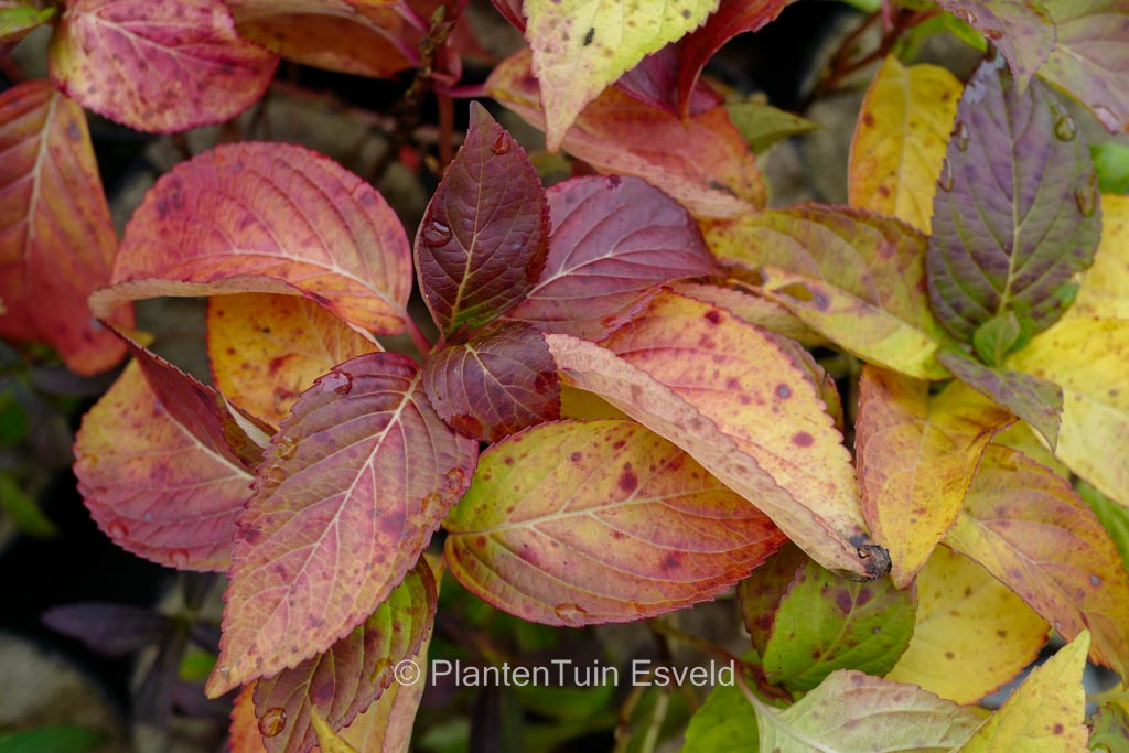 Hydrangea serrata ‚Airegon yama‘