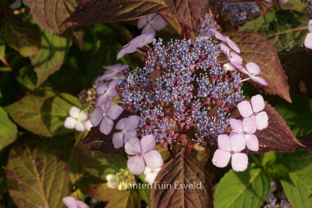 Hydrangea serrata ‚Aka tsanayama‘