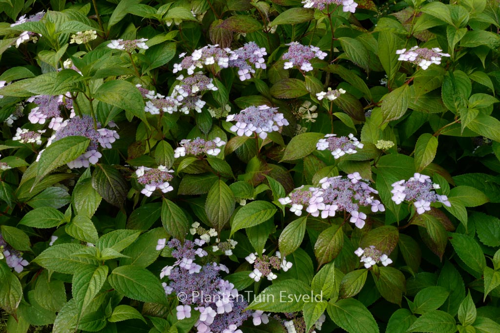 Hydrangea serrata ‚Akabe-yama‘