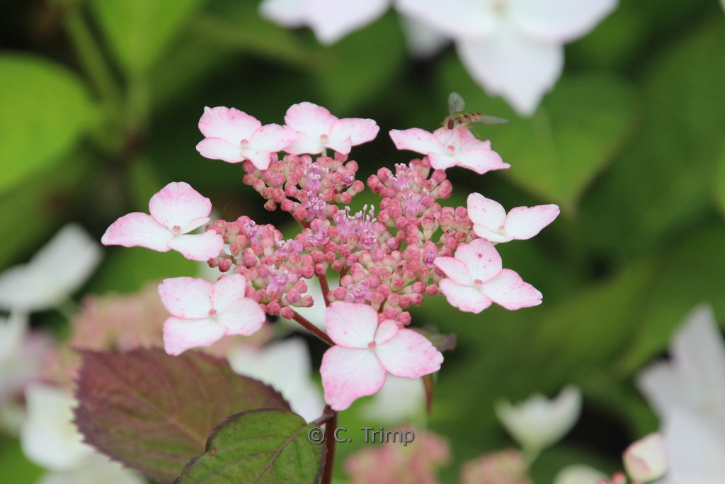 Hydrangea serrata ‚Beni-gaku‘