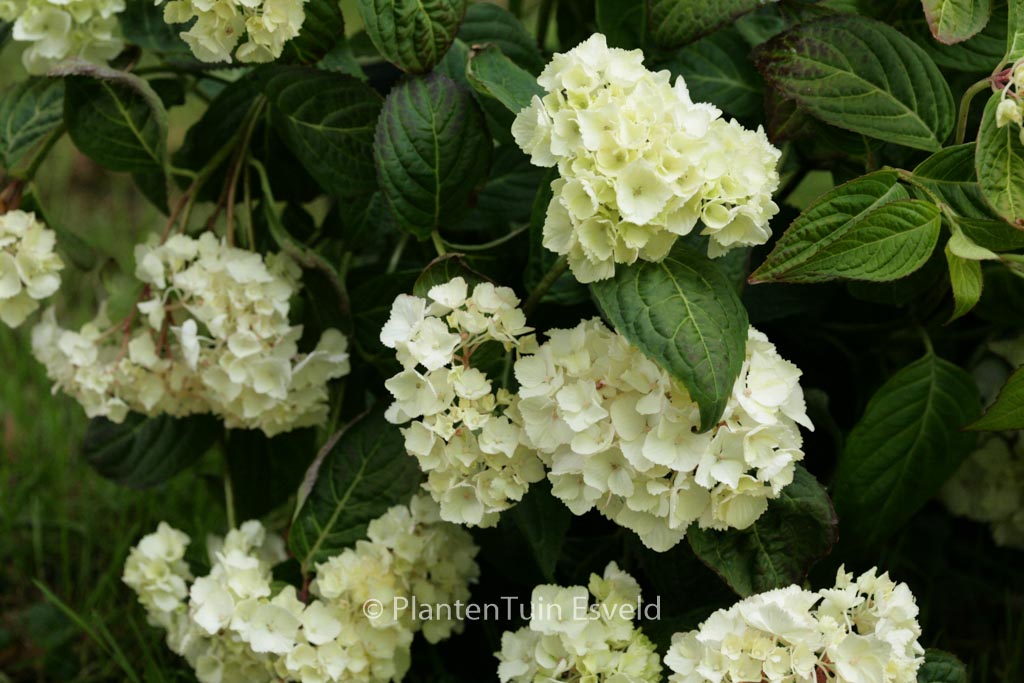 Hydrangea serrata ‚Beni-temari‘