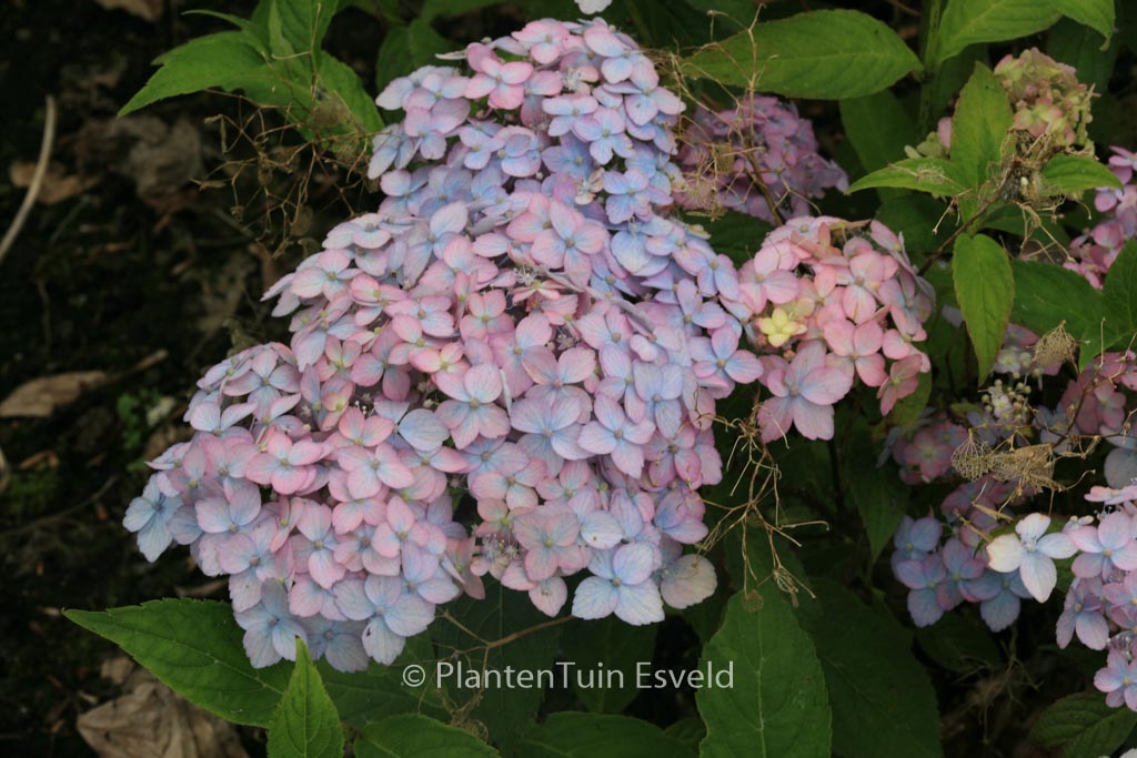 Hydrangea serrata ‚Betu-ko-temari‘