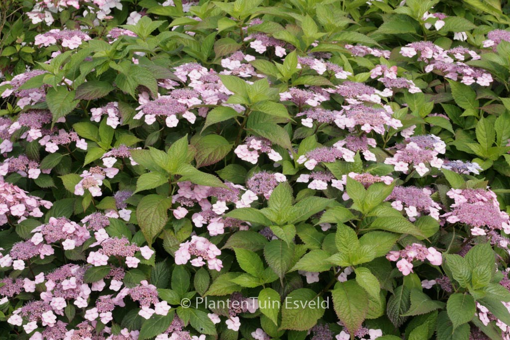 Hydrangea serrata ‚Blue Billow‘