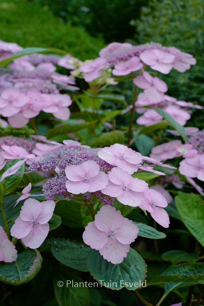 Hydrangea serrata ‚Bluebird‘