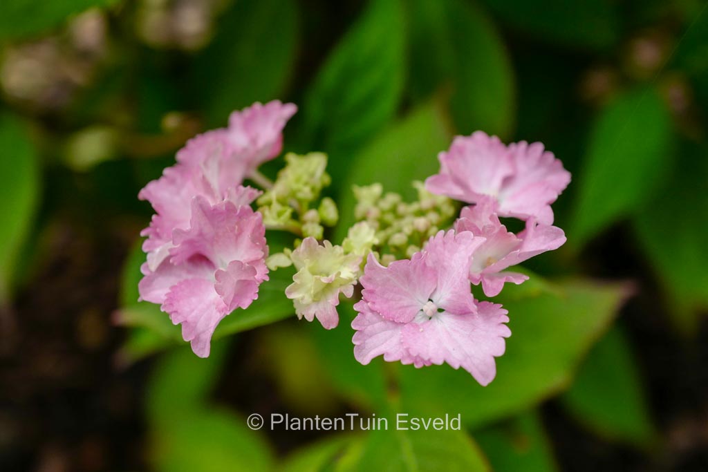 Hydrangea serrata ‚Cap Sizun‘