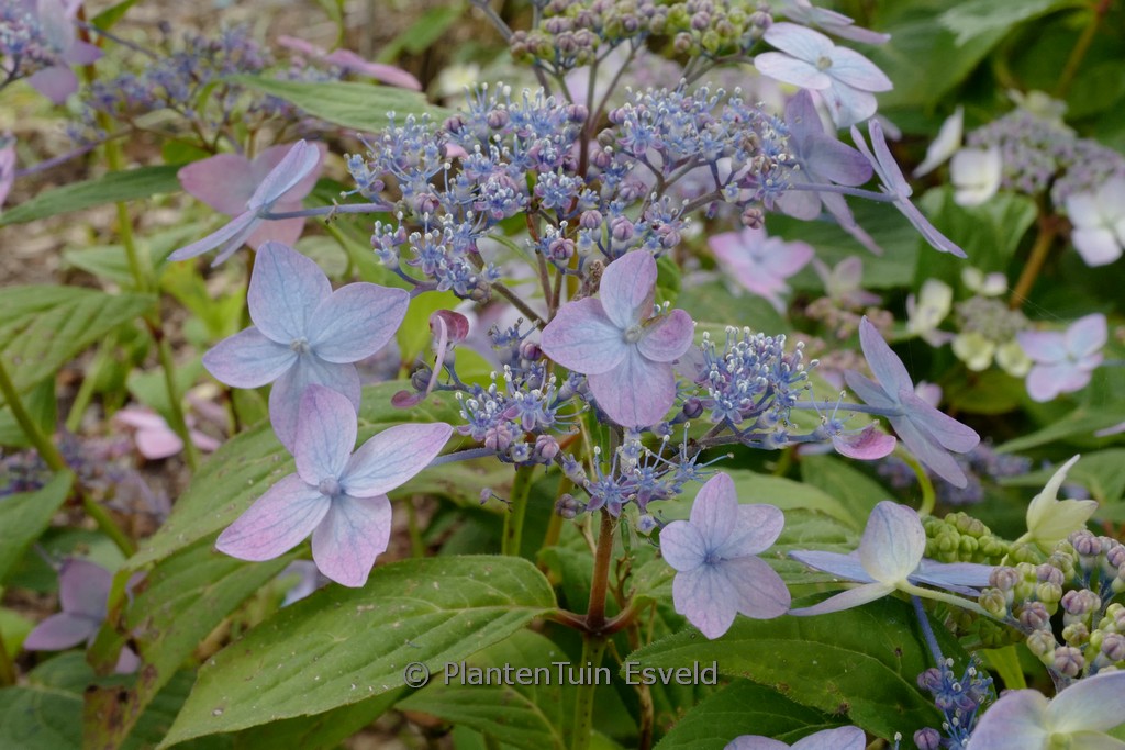 Hydrangea serrata ‚Crug Caerulea‘