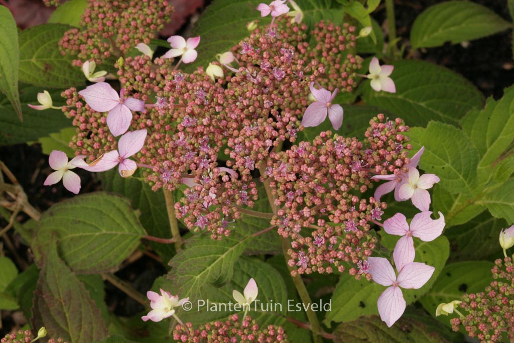 Hydrangea serrata ‚Crug Cobalt‘