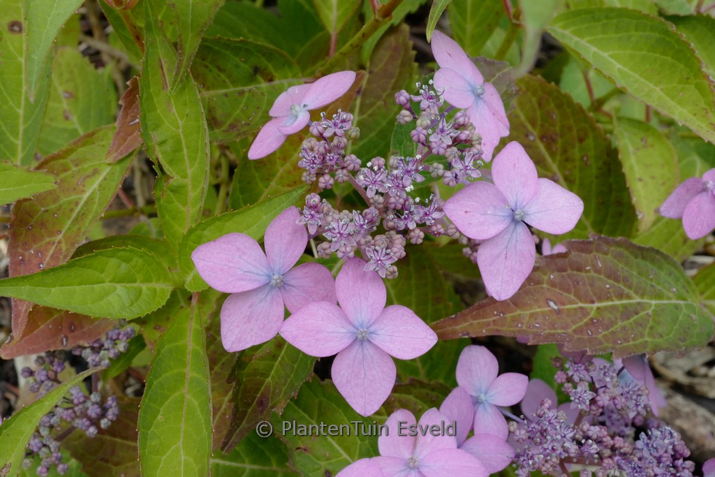Hydrangea serrata ‚Crug So Cool‘