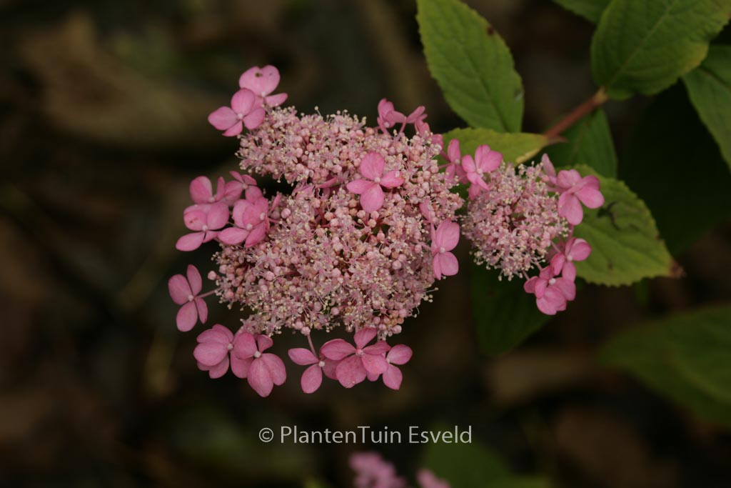 Hydrangea serrata ‚Diadem‘