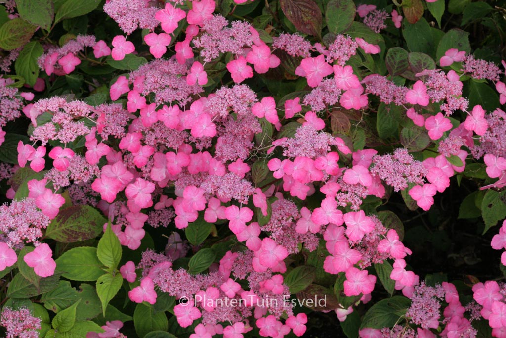 Hydrangea serrata ‚Dolmyf‘ (AVELROZ)