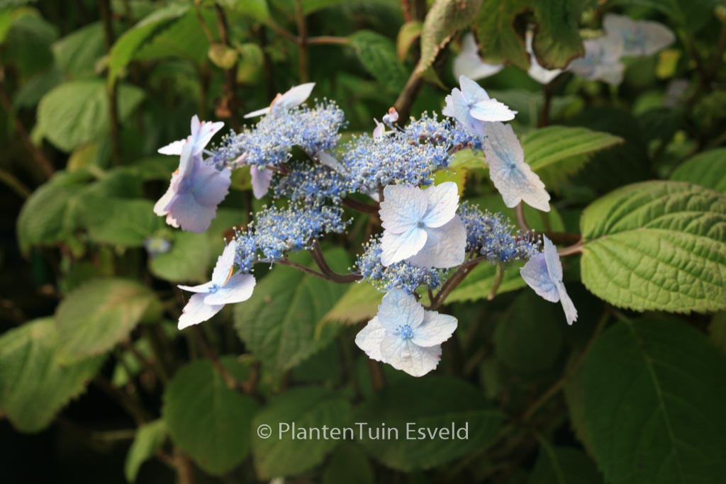 Hydrangea serrata ‚Elisabeth‘