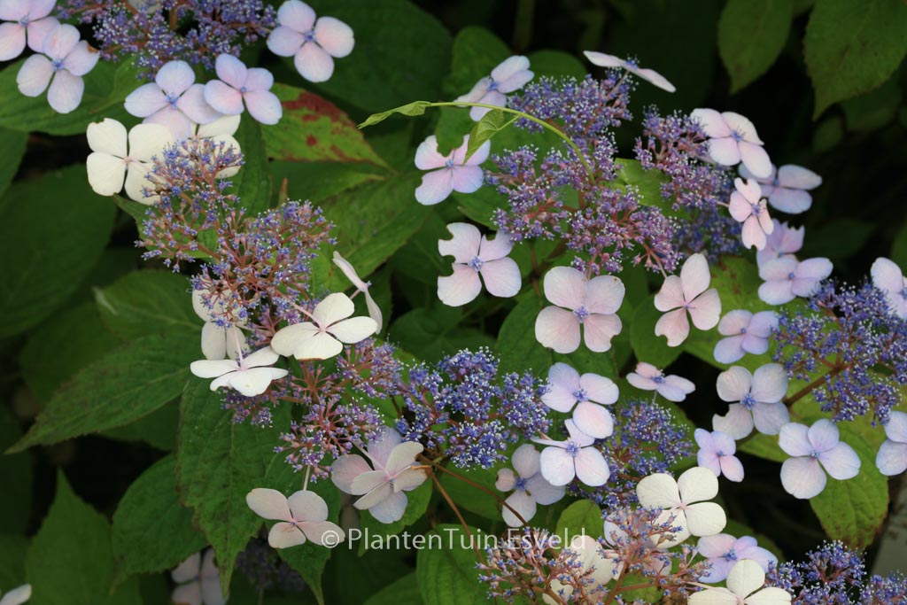 Hydrangea serrata ‚Forget Me Not‘
