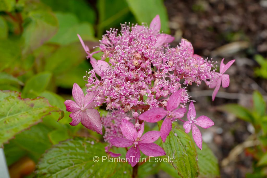 Hydrangea serrata ‚Fugen-no-hana‘