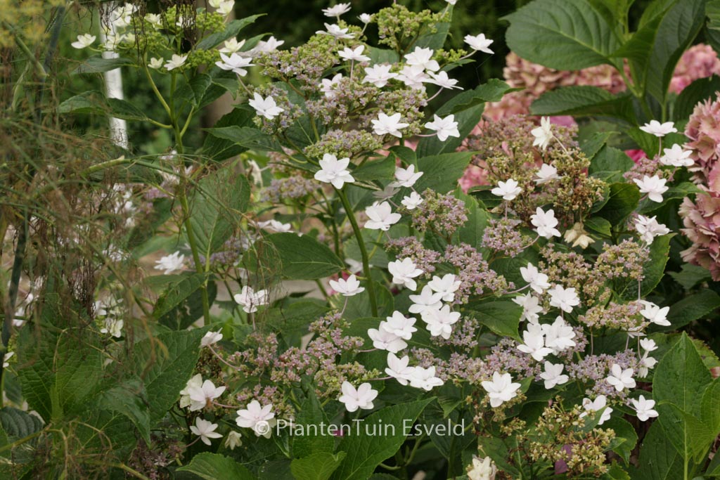 Hydrangea serrata ‚Fuji Waterfall‘